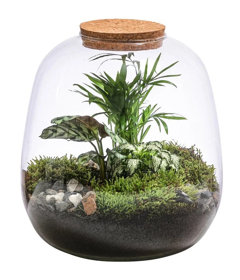 Dehner Terrarium DIY Flaschengarten Mini-Urwald 8-teilig Grün - Bild 2