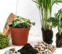 Dehner Terrarium DIY Flaschengarten Mini-Urwald 8-teilig Grün Bild 3