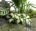 Dehner Terrarium DIY Flaschengarten Mini-Urwald 8-teilig Grün Bild 4