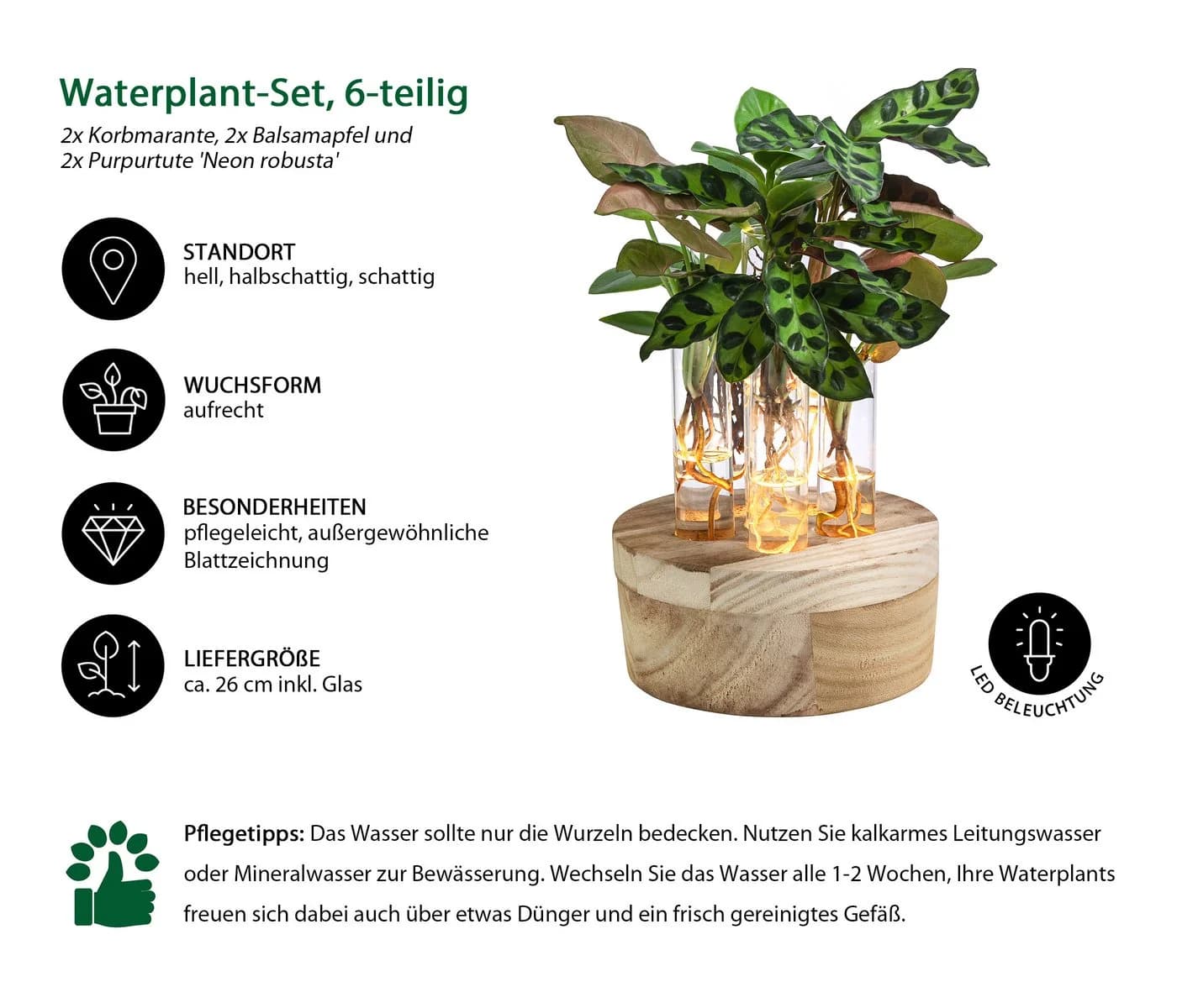 Dehner Waterplant Set 6-tlg. Grün LED-Beleuchtung