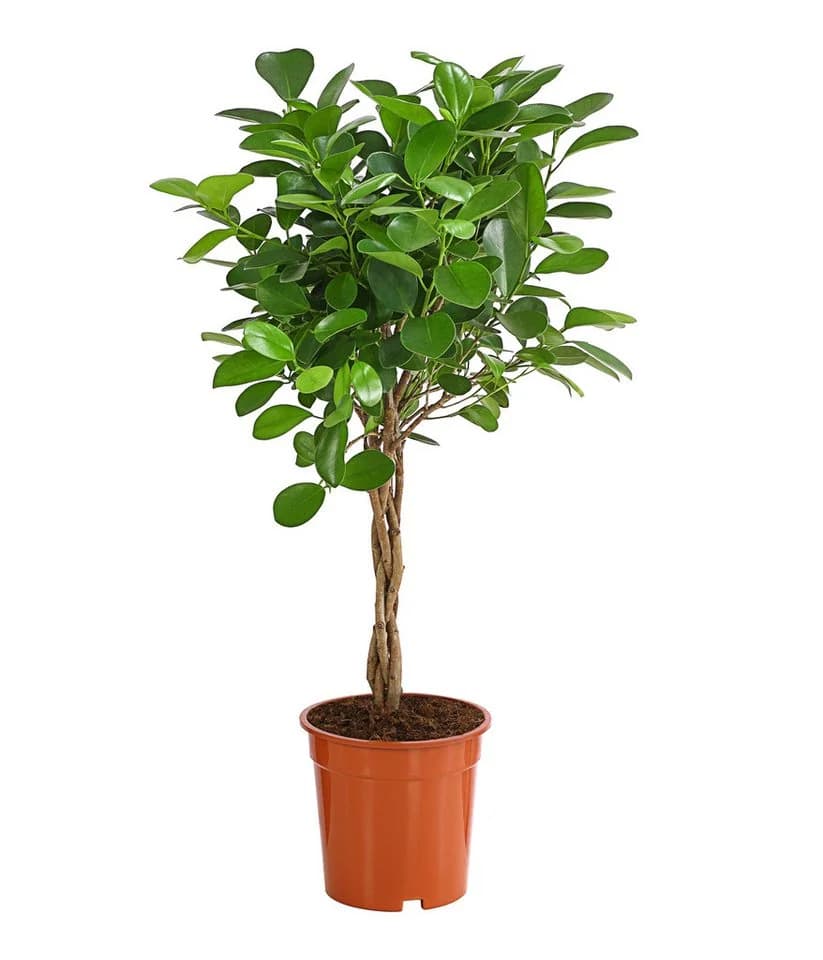 Dehner Lorbeer-Feige Ficus microcarpa Moclame Grün Gedrehtes Stämmchen - Bild 2