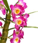 Dehner Traubenorchidee Dendrobium Nobile 40-50 cm Bild 1