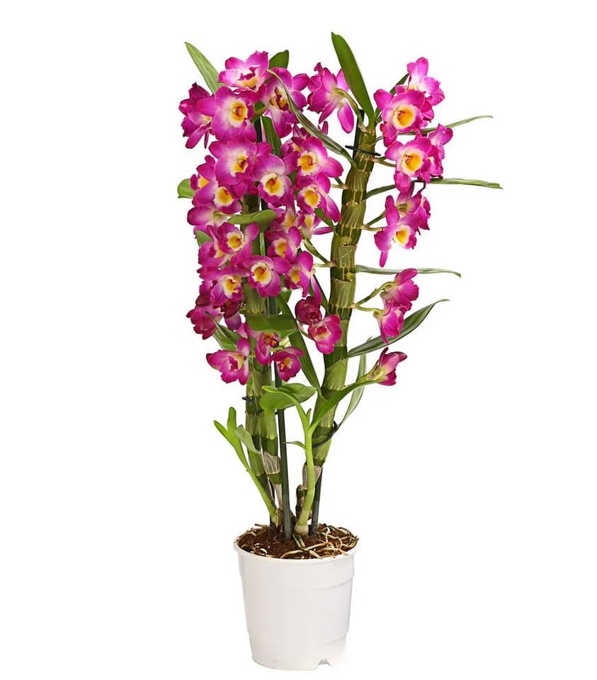Dehner Traubenorchidee Dendrobium Nobile 40-50 cm - Bild 2