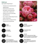 Dehner Edelrose Noblesse® Spray-Rose 'Playful Rokoko®' Pink Bild 1