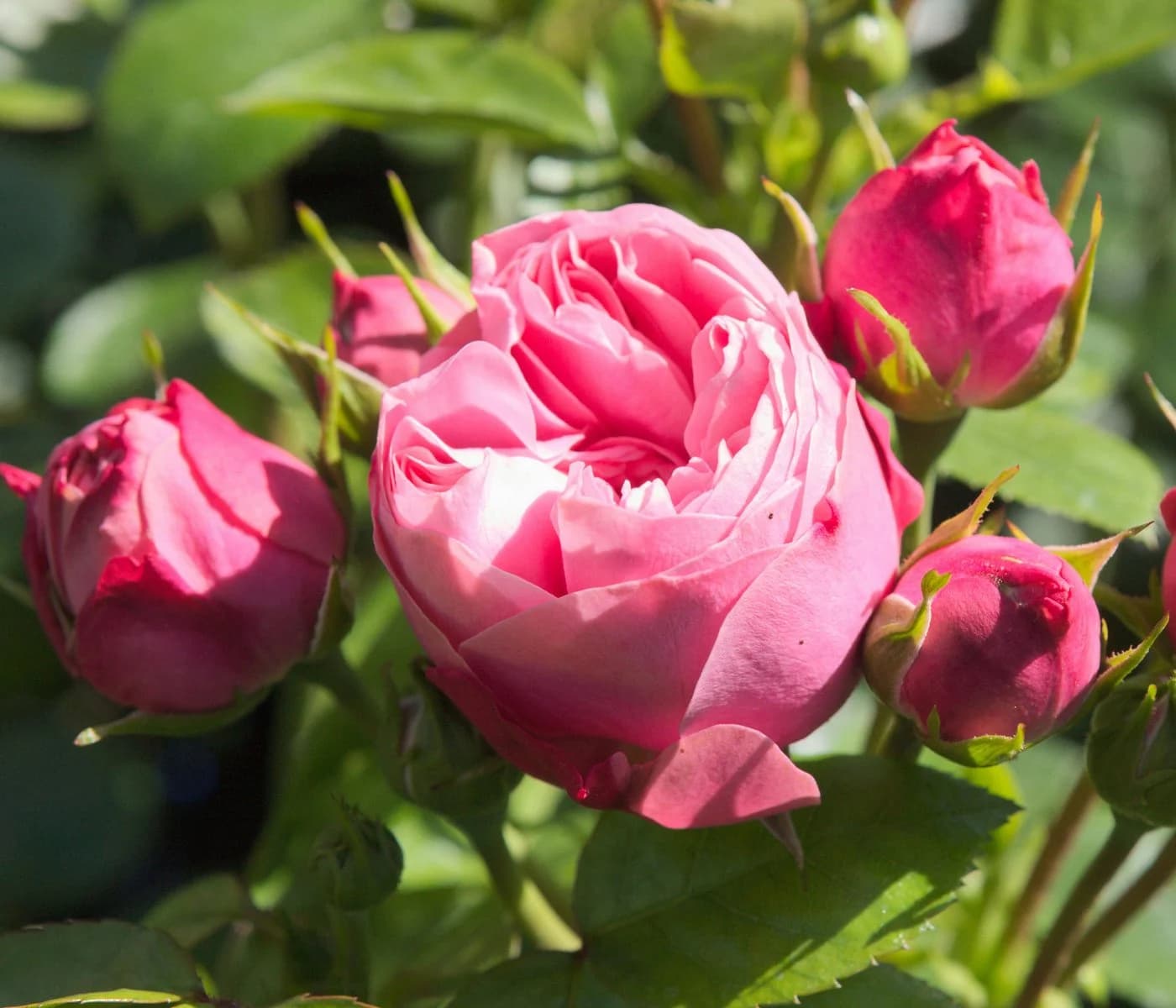 Dehner Edelrose Noblesse® Spray-Rose 'Playful Rokoko®' Pink - Bild 2