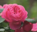 Dehner Edelrose Noblesse® Spray-Rose 'Playful Rokoko®' Pink Bild 4