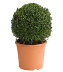Dehner Buchsbaum Kugel immergrün schwachwüchsig Bild 2