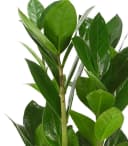 Dehner Zimmerpflanze Glücksfeder Zamioculcas Zamiifolia Dunkelgrün Robust Bild 1