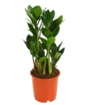 Dehner Zimmerpflanze Glücksfeder Zamioculcas Zamiifolia Dunkelgrün Robust Bild 2