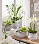 Dehner Zimmerpflanze Glücksfeder Zamioculcas Zamiifolia Dunkelgrün Robust Bild 3
