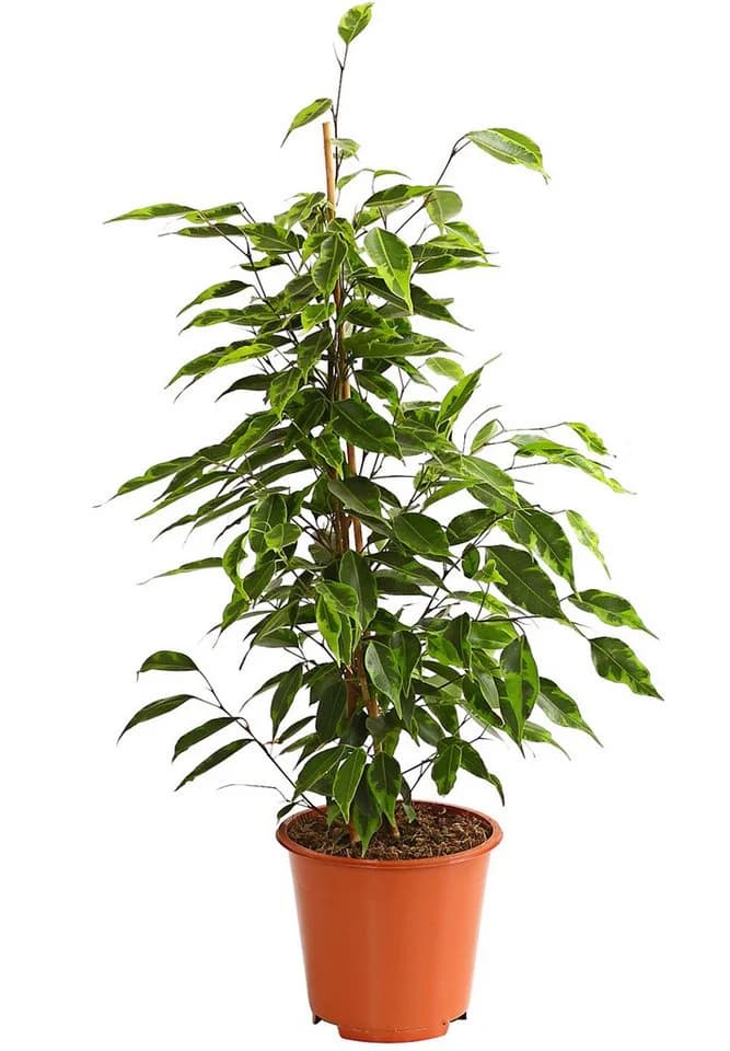 Dehner Zimmerpflanze Birkenfeige Forever, Ficus benjamina, verschiedene Farben