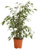 Dehner Zimmerpflanze Birkenfeige Forever, Ficus benjamina, verschiedene Farben Bild 2