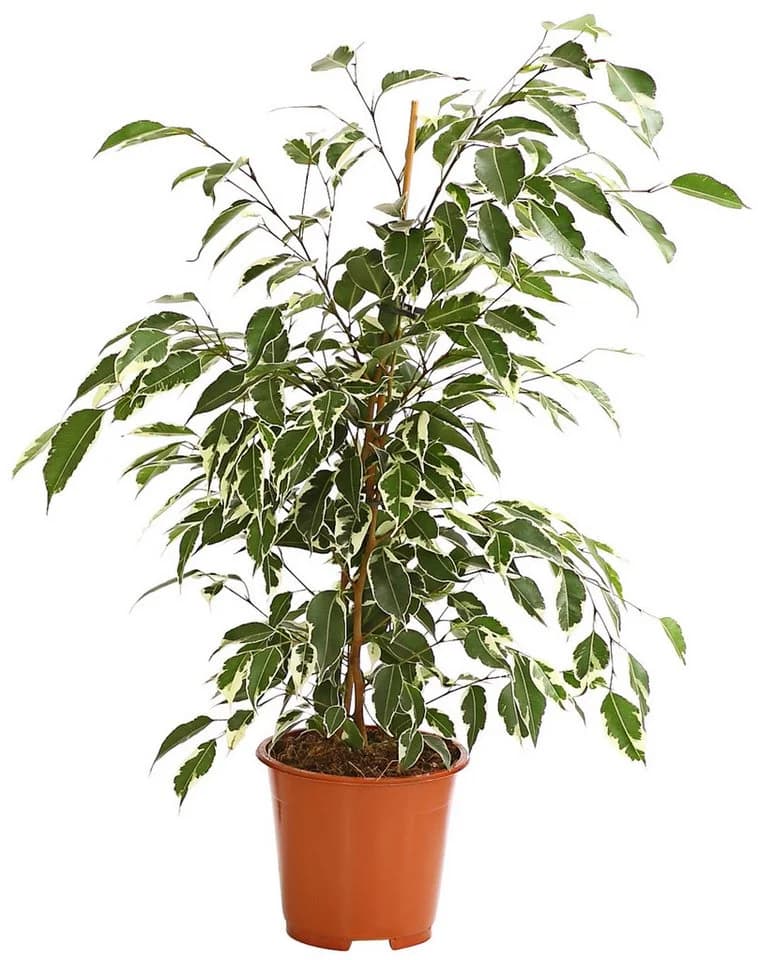 Dehner Zimmerpflanze Birkenfeige Forever, Ficus benjamina, verschiedene Farben - Bild 2