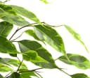 Dehner Zimmerpflanze Birkenfeige Forever, Ficus benjamina, verschiedene Farben Bild 3
