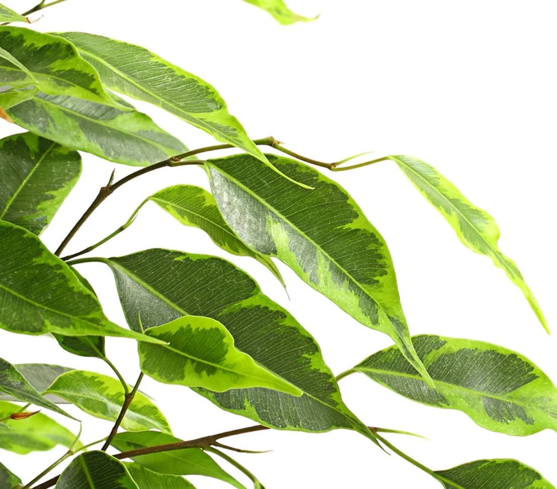 Dehner Zimmerpflanze Birkenfeige Forever, Ficus benjamina, verschiedene Farben - Bild 3