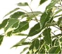 Dehner Zimmerpflanze Birkenfeige Forever, Ficus benjamina, verschiedene Farben Bild 4