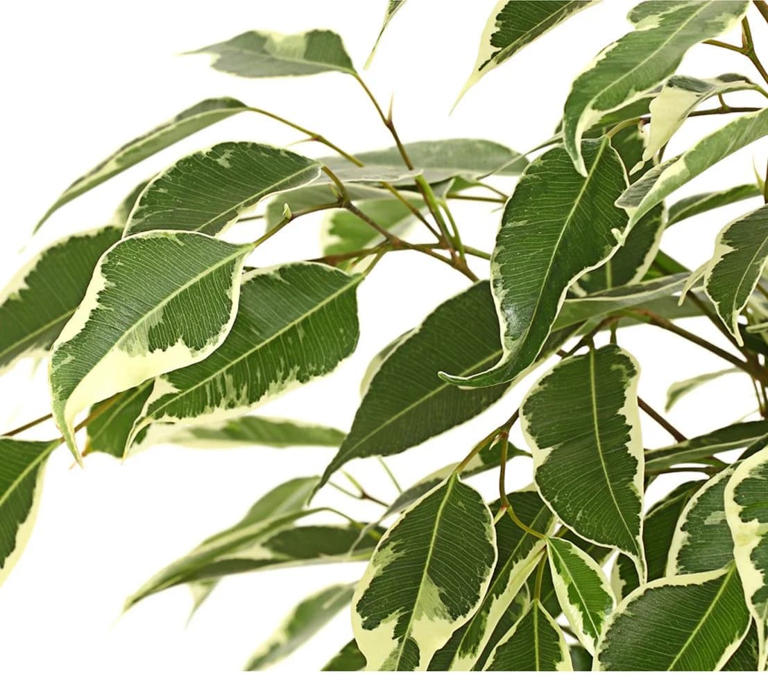 Dehner Zimmerpflanze Birkenfeige Forever, Ficus benjamina, verschiedene Farben - Bild 4