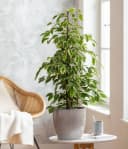 Dehner Zimmerpflanze Birkenfeige Forever, Ficus benjamina, verschiedene Farben Bild 5