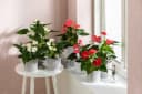 Dehner Zimmerpflanze Anthurium andreanum Flamingoblume pink Bild 1