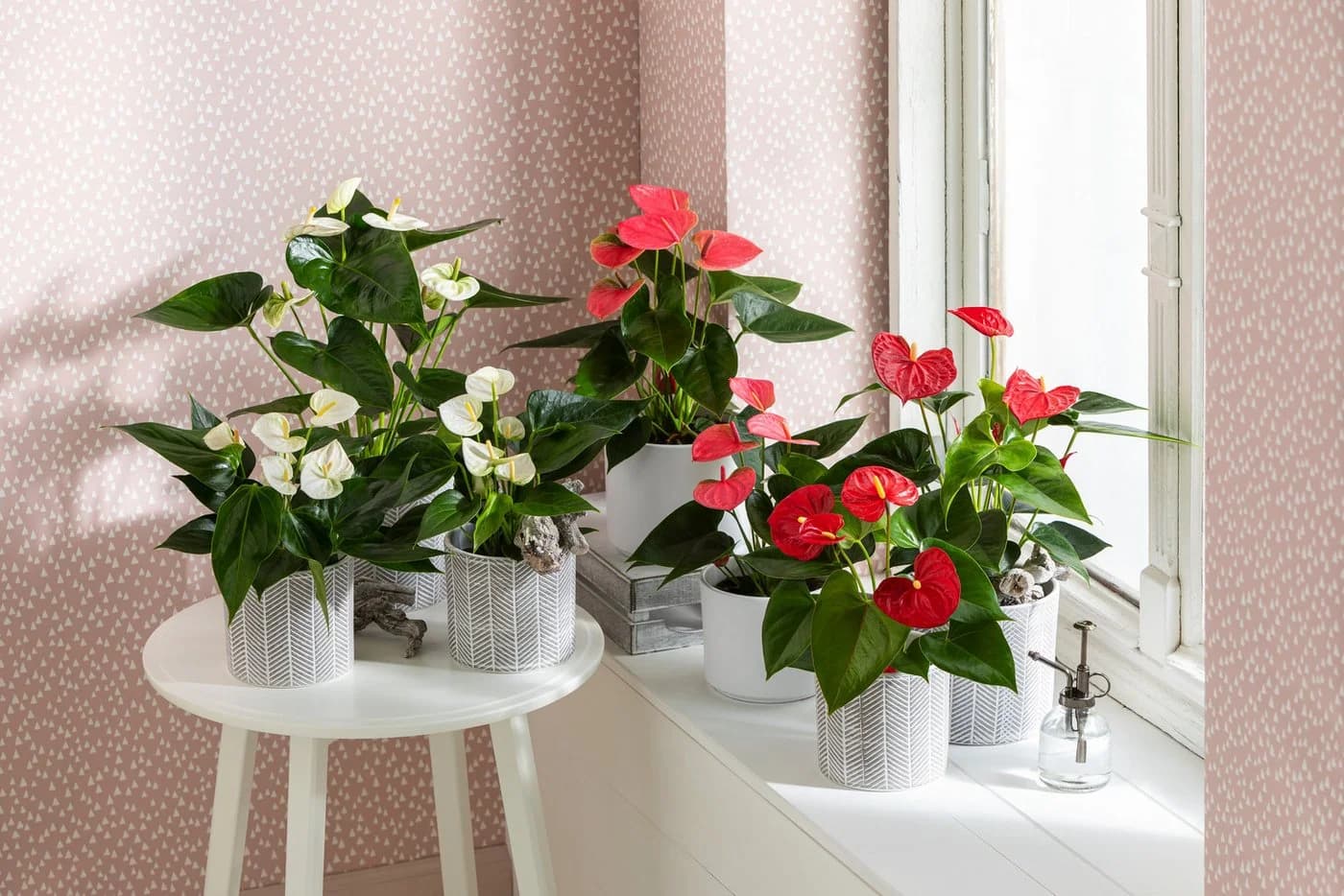 Dehner Zimmerpflanze Anthurium andreanum Flamingoblume pink