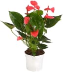 Dehner Zimmerpflanze Anthurium andreanum Flamingoblume pink Bild 2