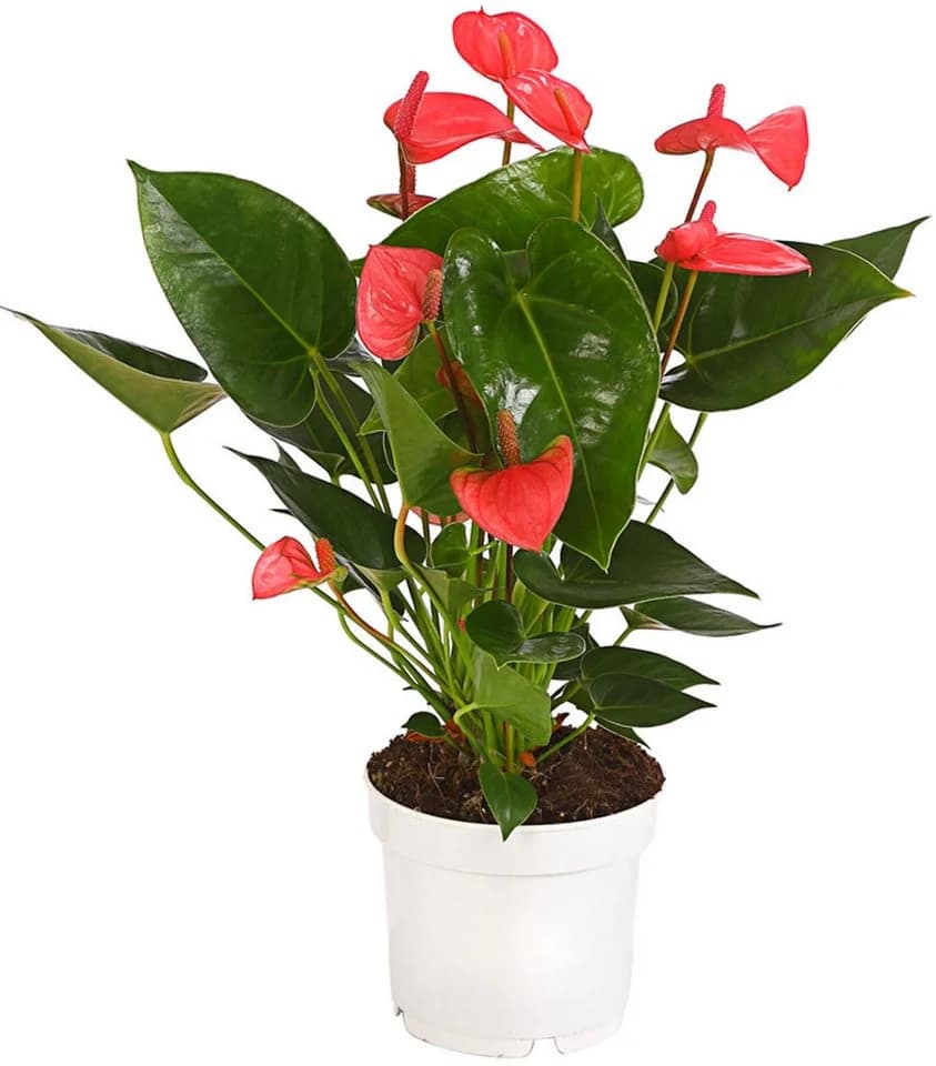 Dehner Zimmerpflanze Anthurium andreanum Flamingoblume pink - Bild 2