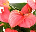 Dehner Zimmerpflanze Anthurium andreanum Flamingoblume pink Bild 3