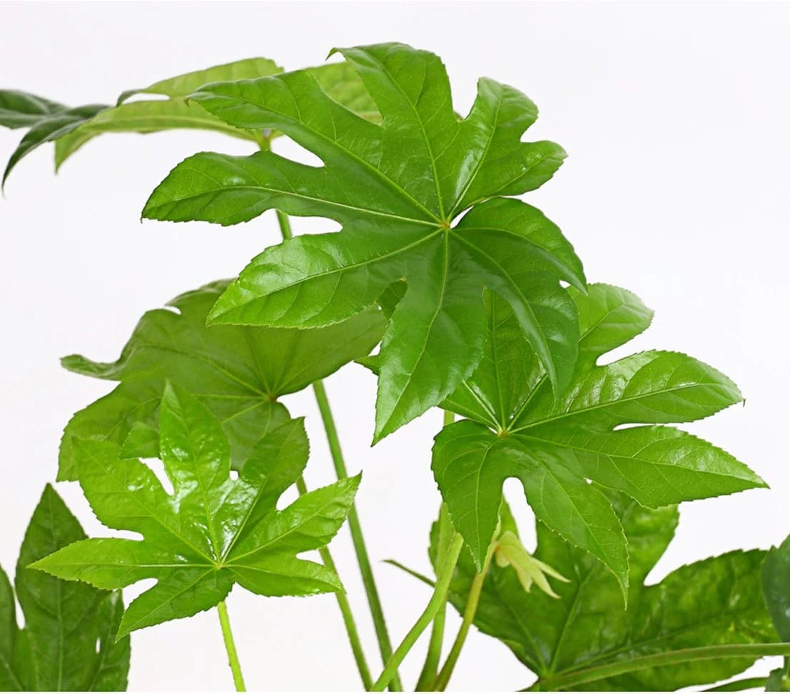 Dehner Zimmerpflanze Zimmeraralie Fatsia japonica Grün