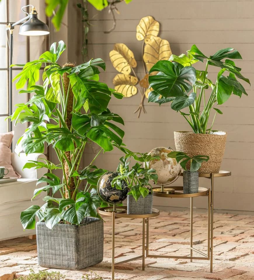 Dehner Zimmerpflanze Monstera minima Rhaphidophora tetrasperma Grün