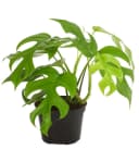 Dehner Zimmerpflanze Monstera minima Rhaphidophora tetrasperma Grün Bild 2