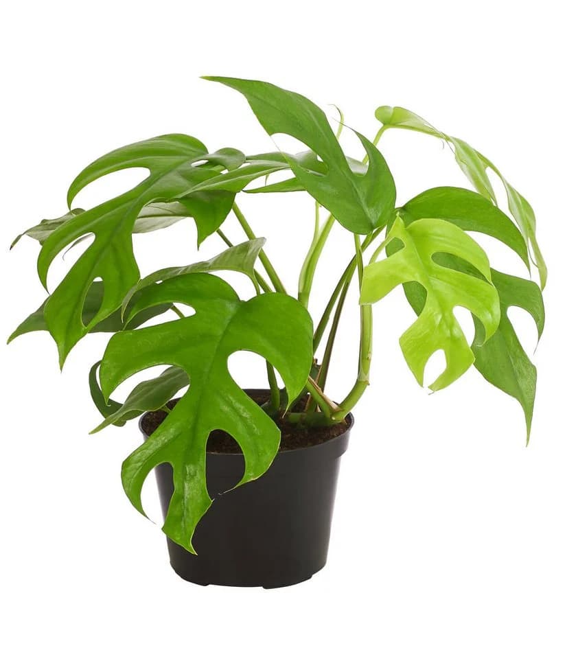 Dehner Zimmerpflanze Monstera minima Rhaphidophora tetrasperma Grün - Bild 2