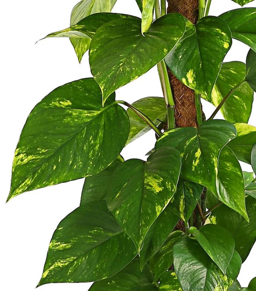 Dehner Efeutute Epipremnum aureum an Moosstab gebunden Grün