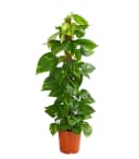 Dehner Efeutute Epipremnum aureum an Moosstab gebunden Grün Bild 2