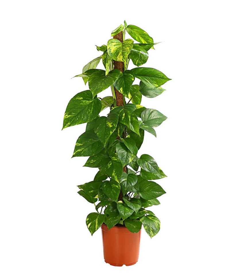 Dehner Efeutute Epipremnum aureum an Moosstab gebunden Grün - Bild 2