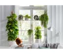 Dehner Efeutute Epipremnum aureum an Moosstab gebunden Grün Bild 3
