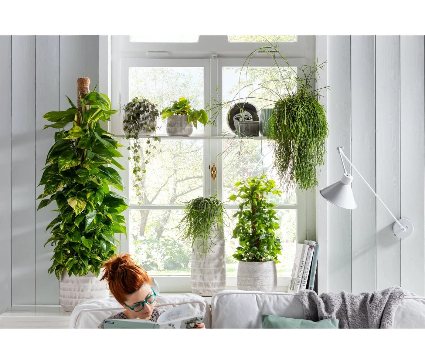 Dehner Efeutute Epipremnum aureum an Moosstab gebunden Grün - Bild 3