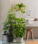 Dehner Efeutute Epipremnum aureum an Moosstab gebunden Grün Bild 4