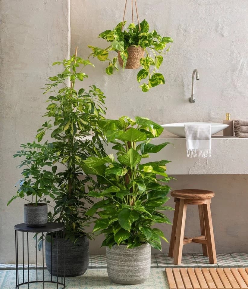 Dehner Efeutute Epipremnum aureum an Moosstab gebunden Grün - Bild 4