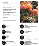 Dehner Rose Zwergrose Tropical Clementine® Bild 1