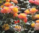 Dehner Rose Zwergrose Tropical Clementine® Bild 2