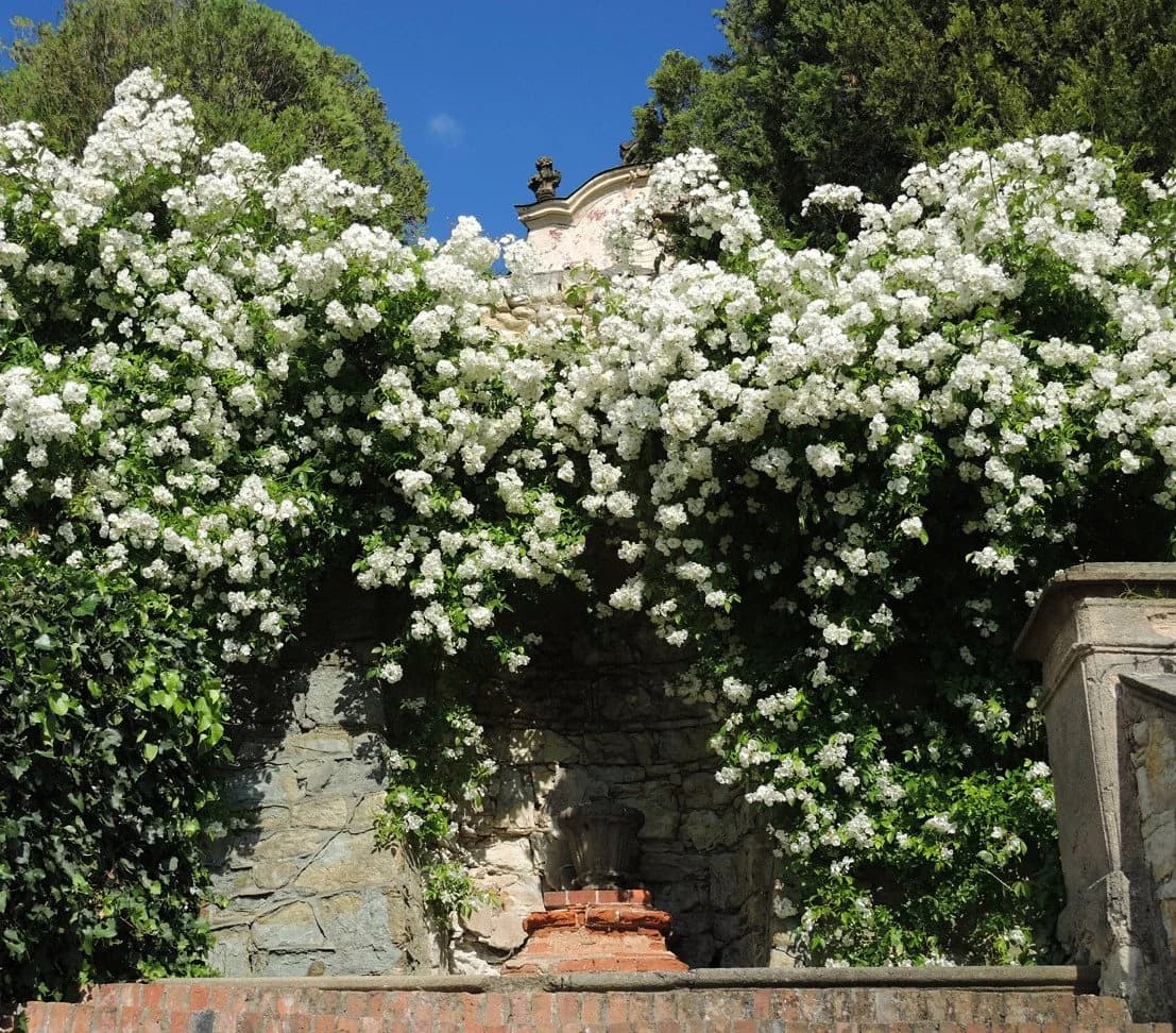 Dehner Kletterrose Uetersener Klosterrose® Weiß Gefüllt - Bild 3