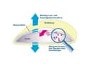 Softsan Encasing Protect Plus Milbenschutzbezug für Bettdecken Weiß Microfaser Bild 5