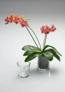 Sandra Rich Blumentopf Orchideentopf Orchid konisch Bild 1
