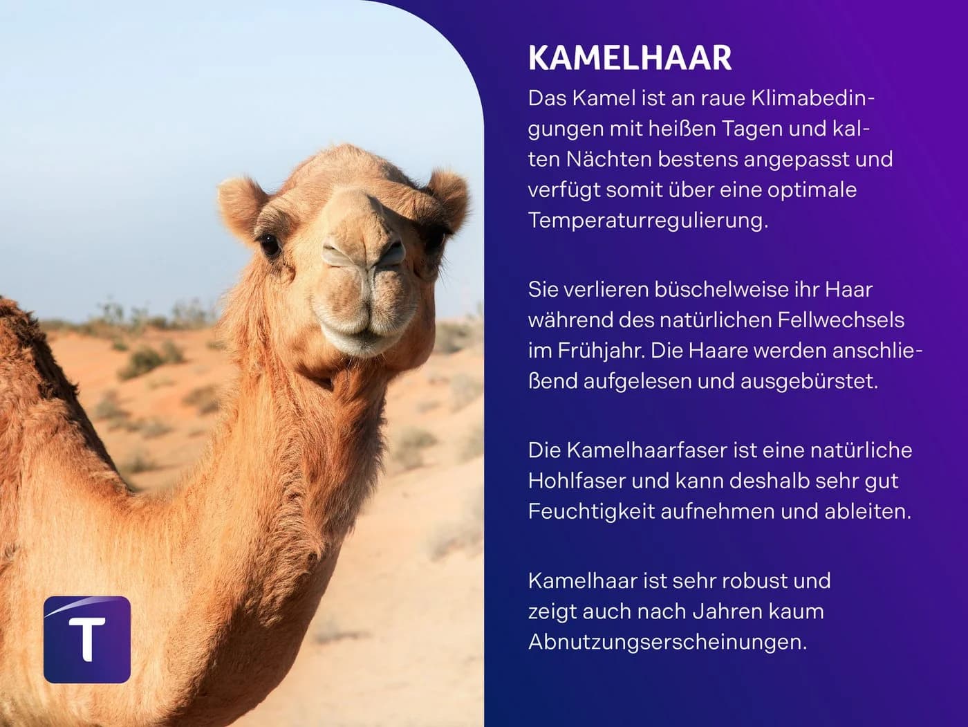 Traumnacht Kamelhaardecke 100% Kamelhaar Baumwolle Leicht - Bild 5