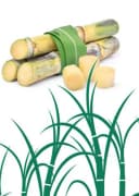 irisette Greenline Biovelle® Naturfaserbettdecke Zuckerrohr & Baumwolle Bild 3