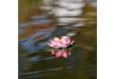 Heissner künstliche Seerose rosa Ø 18 cm Bild 1