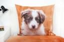 Herding Kinderbettwäsche Set 135x200 cm 100% Baumwolle Hund Welpe Bild 3