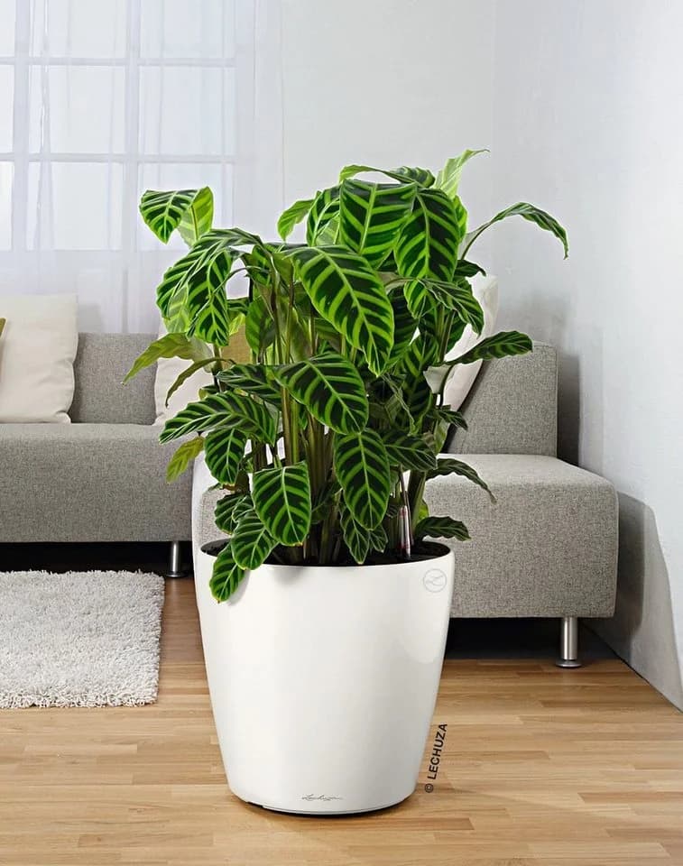Lechuza® Rolluntersetzer Schwarz für Classico/Quadro/Canto/Cube - Bild 3