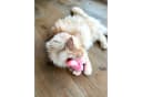 Aumüller Katzenspielkissen Schweinchen Peggy mit Baldrian rosa Bild 5