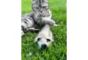 Aumüller Zappel-Frettchen Speedy Katzenspielzeug mit Katzenminze Bild 1